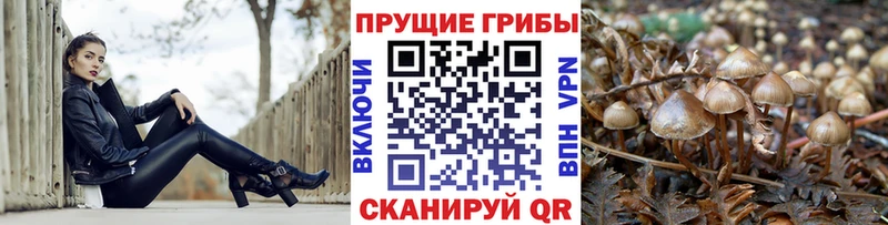 hydra ССЫЛКА  Енисейск  Галлюциногенные грибы Cubensis 